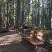 Heritage Forest Bench